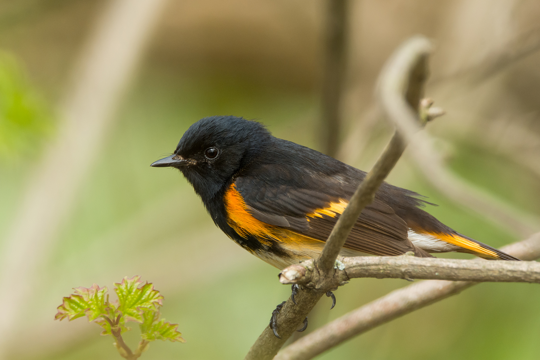 American Redstart