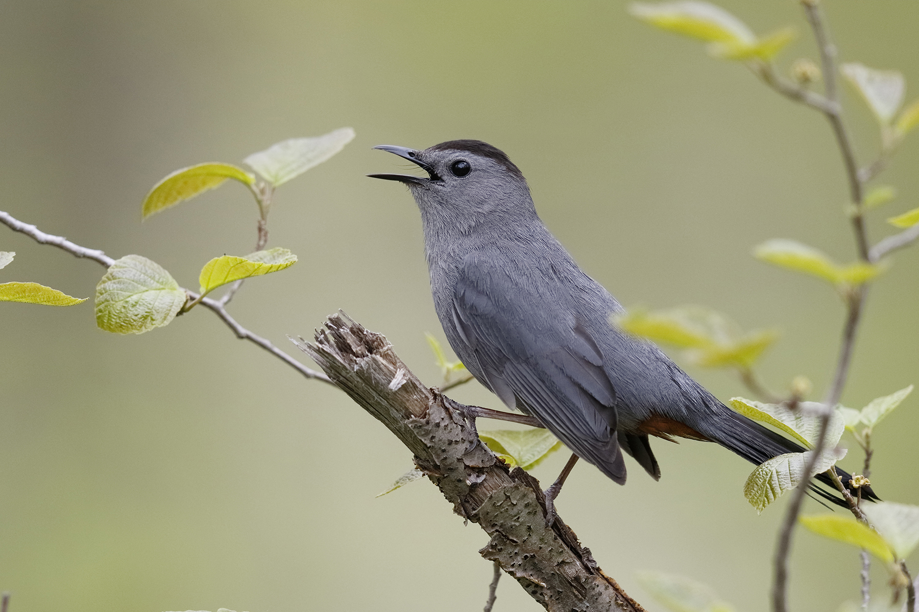 Gray Catbird
