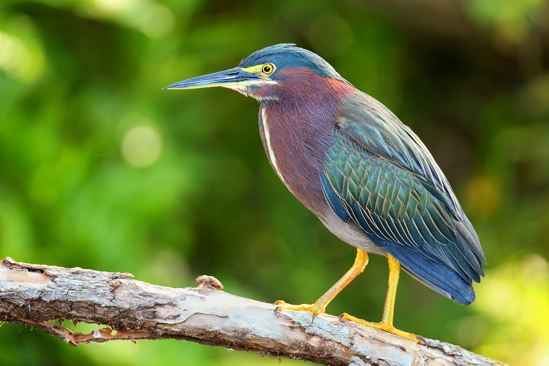 Green Heron