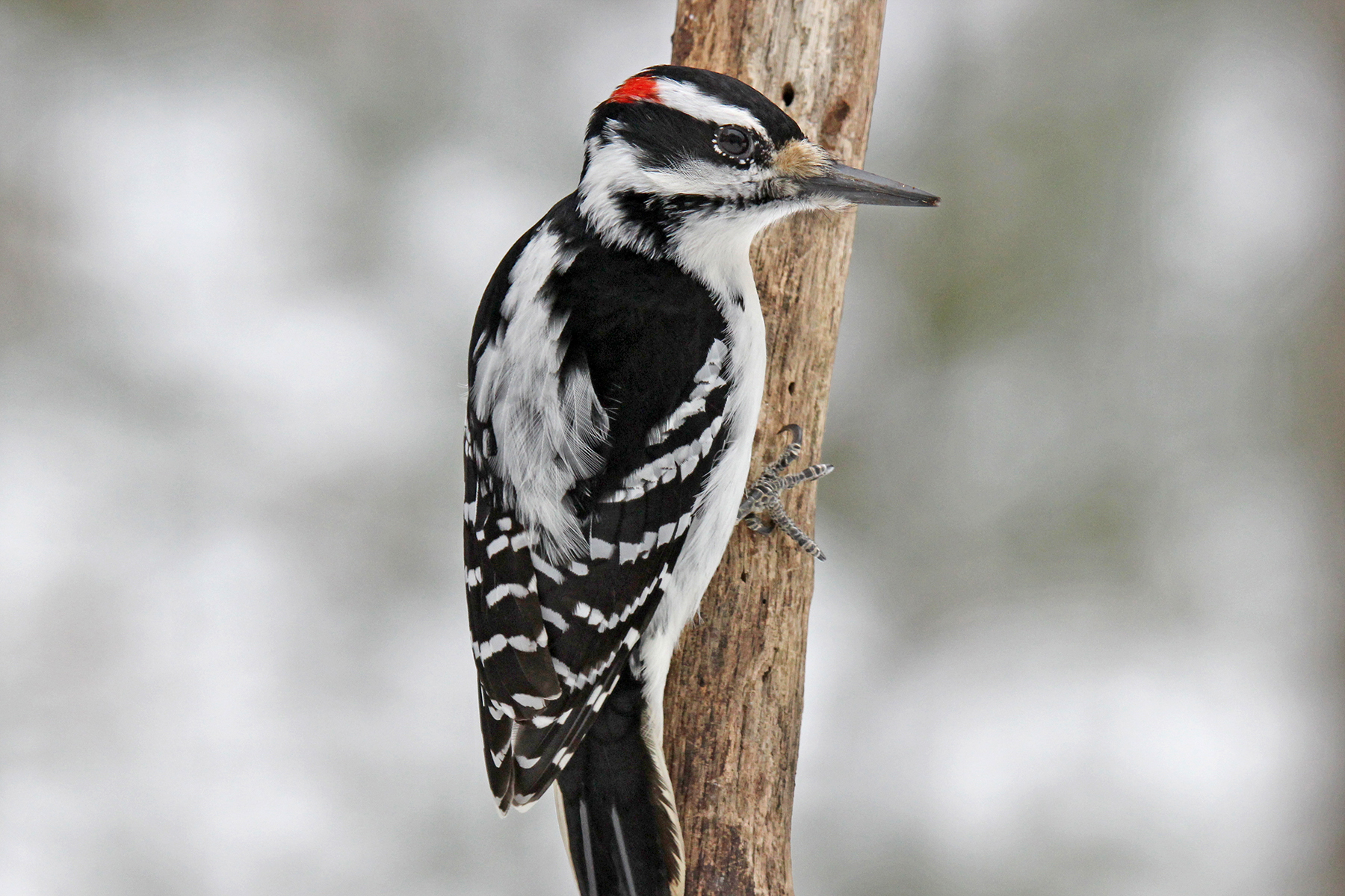 Hairy Woodpecker