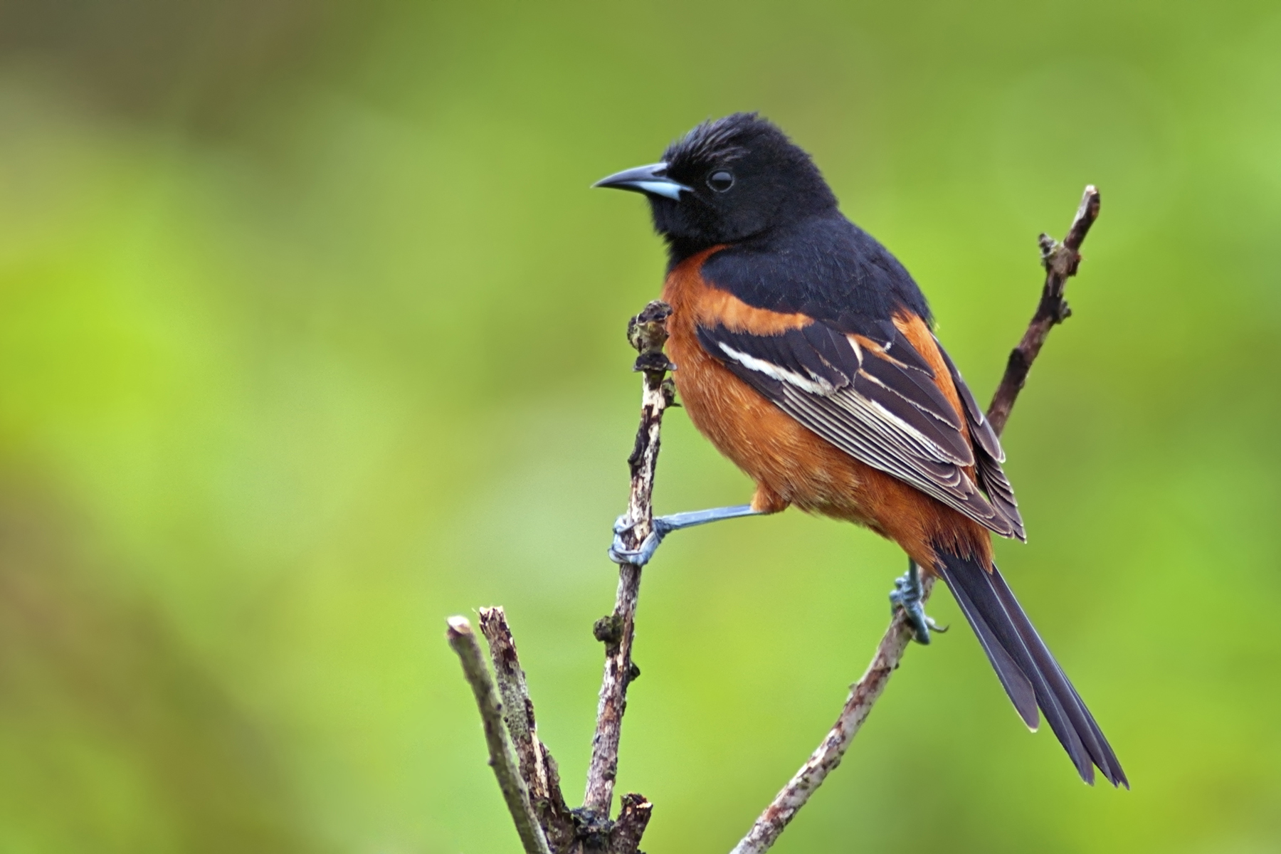 Orchard Oriole